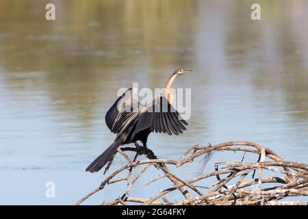 African Darter (Anhinga rufa), der auf einem Zweig thront, der seine Flügel trocknet, Breede River, Western Cape, Südafrika alias Snakebird Stockfoto