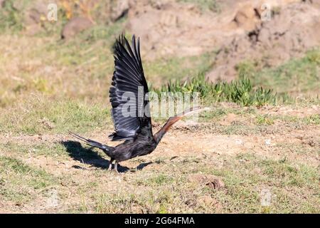 Afrikanischer Darter (Anhinga rufa) , Westkap, Südafrika, der die Flucht ergattern wird Stockfoto