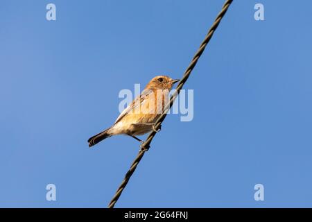 Afrikanisches Stonechat oder gemeines Stonechat-Weibchen (Saxicola torquatus) auf Draht, Westkap, Südafrika Stockfoto