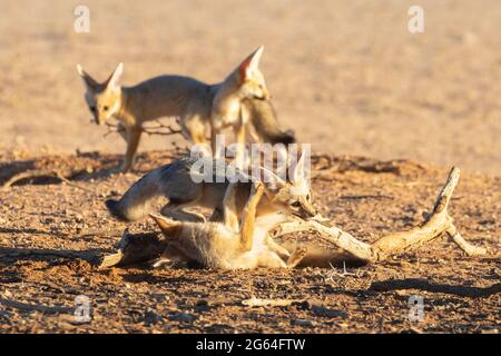 Cape Fox (Vulpes chama) verspielte Wurf von Trikots in der Höhle, aka Cama Fox oder Silver-backed Fox, Kalahari, Northern Cape, Südafrika im Morgengrauen Stockfoto