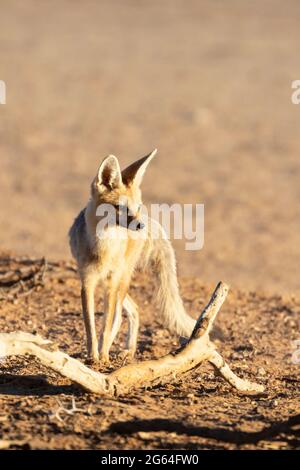 Alert Weibchen oder Füchse Cape Fox (Vulpes chama) alias cama Fuchs oder silberrückiger Fuchs, Kalahari, Nordkap, Südafrika in der Nähe der Höhle bei Sonnenaufgang Stockfoto