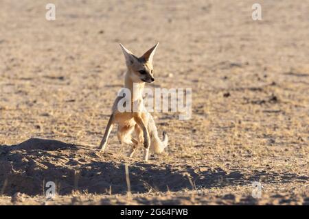 Cape Fox (Vulpes chama), auch bekannt als Camafuchs oder Silberrückenfuchs, Kgalagadi Transfrontier Park, Kalahari, Nordkap, Südafrika im Morgengrauen. Weibliches Sensin Stockfoto