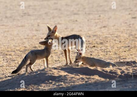 Cape Fox (Vulpes chama) zärtlicher Moment zwischen Welpen und Füchsen, auch bekannt als Cama-Fuchs oder Silberrückenfuchs, Kalahari, Nordkap, Südafrika Stockfoto