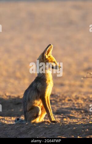 Cape Fox vixen (Vulpes chama) alias cama Fox or silver-backed Fox, Kalahari, Northern Cape, South Africa at Dawn sitzend auf ihre Partnerin zur Rückkehr Stockfoto