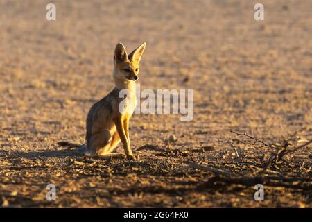 Cape Fox Vixen (Vulpes chama), auch bekannt als Kama-Fuchs oder Silberrückenfuchs, Kalahari, Nordkap, Südafrika im Morgengrauen Stockfoto