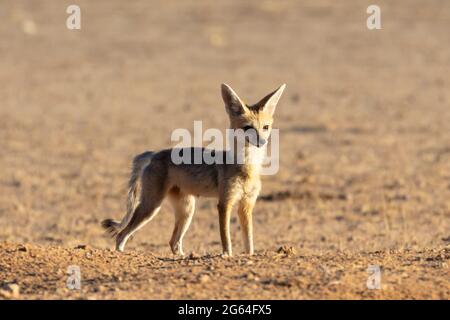 Cape Fox (Vulpes chama) Alarm vixen, aka cama Fuchs oder silver-backed Fuchs, Kalahari, Northern Cape, Südafrika bei Sonnenaufgang Stockfoto