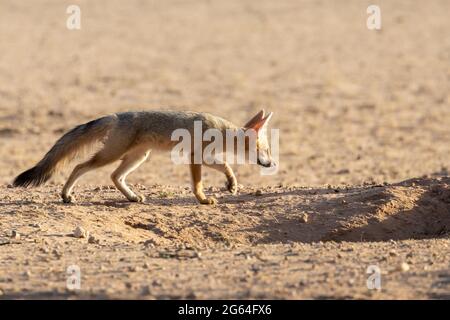 Cape Fox Welpen üben Stalking, (Vulpes chama) aka cama Fuchs oder Silber-rückten Fuchs, Kalahari, Nordkap, Südafrika im Morgengrauen Stockfoto