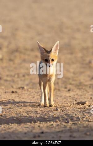 Cape Fox Kit oder Welpen (Vulpes chama) aka Cama Fuchs oder silberrücker Fuchs, Kalahari, Nordkap, Südafrika im Morgengrauen Stockfoto