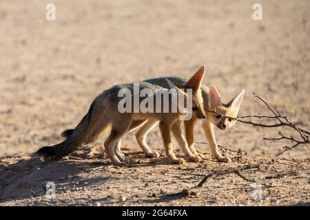 Cape Fox (Vulpes chama)-Trikots in der Nähe der Höhle, auch bekannt als Kama-Fuchs oder Silberrückenfuchs, Kalahari, Nordkap, Südafrika bei Sonnenaufgang Stockfoto