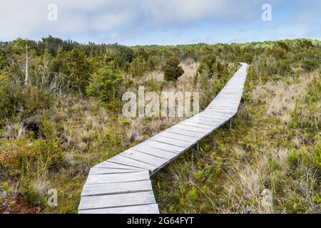 Boardwalk im Chiloe Nationalpark, Chile Stockfoto