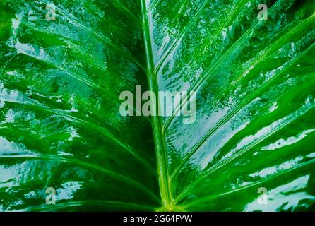 Nahaufnahme einer großen nassen und glänzenden frischen grünen New Taro Colocasia Elefantenohrpflanze oder Arbi Leaf (wabenähnliches Muster und hydrophobe Oberfläche) sh Stockfoto