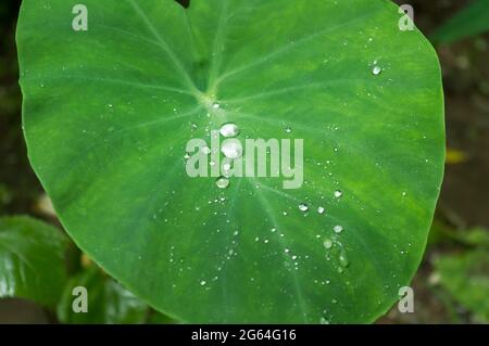 Frische grüne neue Taro Colocasia Elefantenohrpflanzen oder Arbi Leaf mit Regen Tropfen oder Morning Dew. Diese Feuchtgebiet Zierpflanze kann Wasser durch sie halten Stockfoto