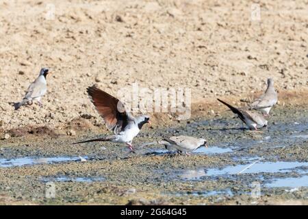 Männliche Namaqua Dove (Oena capensis) landet am Wasserloch, Kglagadi Transfrontier Park, Kalahari, Nordkap, Südafrika Stockfoto