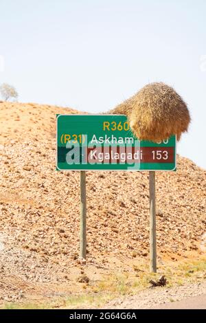 Großes kommunales Nest des geselligen Weber (Philetairus socius) auf dem Schild für die Kgalagadi und Askham, Kalahari, Nordkap, Südafrika Stockfoto