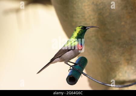 Männlicher, südlicher Doppelkolbenbauch (Cinnyris chalybeus) auf Futterhäuschen, Westkap, Südafrika Stockfoto