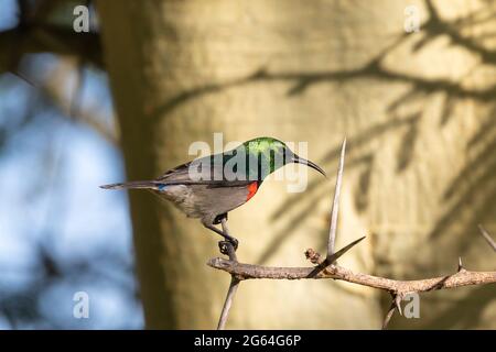 Brutmännlicher südlicher Doppelkolbenbauch / kleiner Doppelkolbenbauch (Cinnyris chalybeus)auf Fever Tree, Western Cape, Südafrika Stockfoto