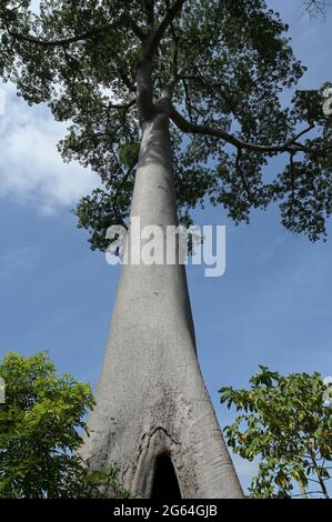 ELFENBEINKÜSTE, Yamoussoukro, Entwaldung für neue Plantagen wie Kakao, Ölpalmen, Kautschukfarmen, Holzhandel, der letzte Baum ein Fromager-Baum oder Baumwollseidenbaum / ELFENBEINKUESTE, Yamoussoukro, Abholung für Plantagen und Holzhandel, der letzte Kapok Baum Stockfoto