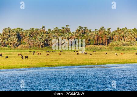 Nil in Ägypten. Leben am Nil Stockfoto