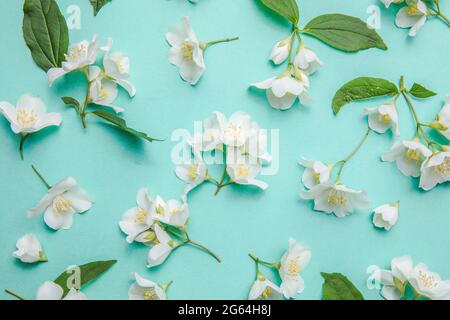 Muster aus Jasmin und Blättern auf grünem Hintergrund, Blick von oben. Flach liegend Stockfoto