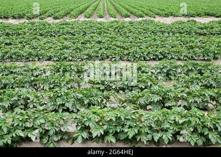 Kommerzielle Kartoffelpflanzen wachsen im Skagit Valley des Staates Washington. Im Sommer. Die Ernte ist im Sommer auf den fruchtbaren Böden der Th verbreitet Stockfoto