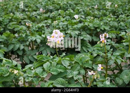 Kommerzielles Kartoffelfeld im Skagit Valley des Staates Washington. Diese Kartoffeln haben eine violette Blume mit gelbem Staubfaden Stockfoto