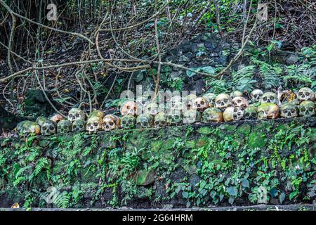 Menschliche Schädel auf Alter im Dschungel von Bali, Indonesien. Stockfoto