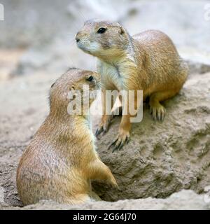 Zwei Schwarzschwanz-Präriehunde (Cynomys ludovicianus) vor dem Eingang ihrer Höhle in freier Wildbahn Stockfoto