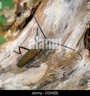 Moschuskäfer (Aromia moschata) auf einem Baumstamm im Sommer in freier Wildbahn Stockfoto