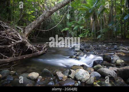 Zeitlupe des kleinen Flusses und des gefallenen Baumes Daintree Rain Forest, Port Douglas, Australien. Stockfoto