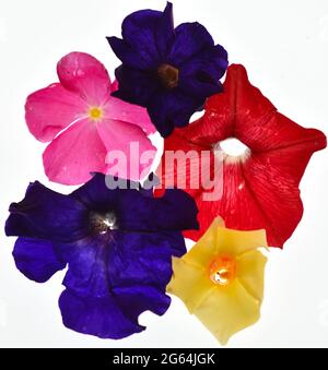 Hinterleuchtete Blütenblätter aus roten, rosa, violetten und gelben Blüten, die von der Mutterpflanze abgefallen sind Stockfoto