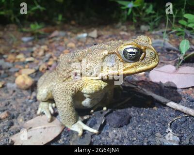 Nahaufnahme eines Porträts von Cane Toad (Rhinella Marina), der die Kamera im Litchfield National Park, Northern Territory, Australien, anstarrt. Stockfoto