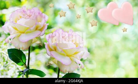 Eine blühende Rose auf einem entkokchten Gartenhintergrund. Dekoriert mit schokoladenrosa Herzen und goldenen Sternen Stockfoto