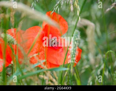 a bright red poppy growing amongst a tall grasses on Salisbury Plain, Wiltshire Stockfoto