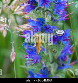 Ein essex-Skipper-Schmetterling (Thymelicus lineola), der sich von den Blüten einer schönen Viper-Bugloss (Echium vulgare) ernährt Stockfoto