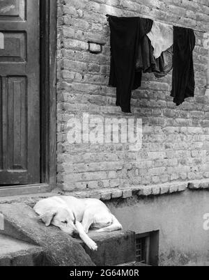 Gelber labrador Retriever, der auf einer Veranda eines Backsteingebäudes ruht, mit Kleidung, die an einer Linie auf dem Gebäude in Schwarz und Weiß hängt. Stockfoto