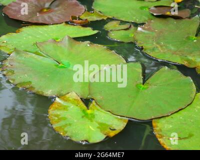 Foto von Seerosen, die im Frühling im See schweben Stockfoto