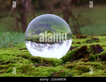 Ein Bild einer Baumlandschaft, gesehen durch EINEN Lensball Stockfoto