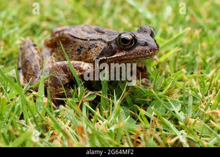 Ein Bild eines Frosches im Garten Stockfoto