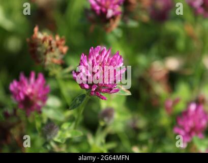 Ein Bild von Rot-Rosa Fliederklee in EINER Wiese Stockfoto
