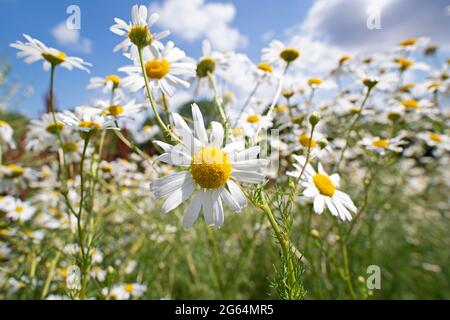 Kamille, Kamille Blumen wachsen wild auf einem Feld Nahaufnahme Stockfoto