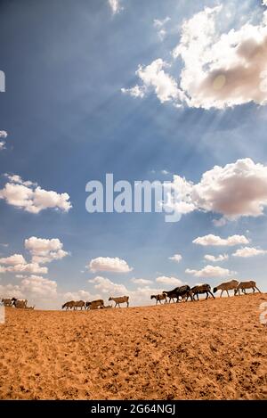 Middlepits liegt in der Wüste Kgalagadi. Das Land ist flach und sandig und unter dem Sand befinden sich große Kalksteine. Mit der anhaltenden Winderosion werden diese Steine sichtbarer. Sie stören häufig Projekte wie den Bau von Latrinen. Das Klima in Middlepits neigt dazu, selbst während der Regenzeit sehr trocken zu sein, was den Anbau von Futterpflanzen recht schwierig macht. Botswana. Stockfoto