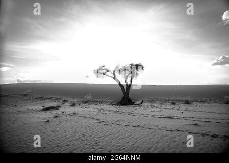 Ein Baum mitten in der Wüste. Die Kalahari-Wüste ist eine große halbaride Sandsavanne im südlichen Afrika, die sich über eine Fläche von 900,000 Quadratkilometern erstreckt und einen Großteil von Botswana sowie Teile Namibias und Südafrikas abdeckt. Stockfoto