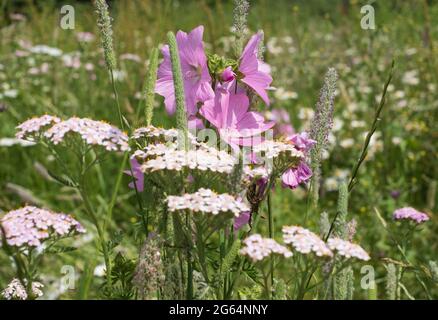 Wildblumenwiese mit rosafarbenem Malven und KuhPetersilie, fotografiert im Gunnersbury Park, Chiswick, West London, UK. Stockfoto