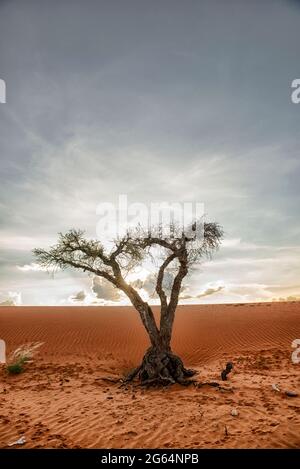 Ein Baum mitten in der Wüste. Die Kalahari-Wüste ist eine große halbaride Sandsavanne im südlichen Afrika, die sich über eine Fläche von 900,000 Quadratkilometern erstreckt und einen Großteil von Botswana sowie Teile Namibias und Südafrikas abdeckt. Stockfoto