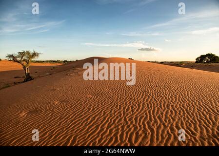 Middlepits liegt in der Wüste Kgalagadi. Das Land ist flach und sandig und unter dem Sand befinden sich große Kalksteine. Mit der anhaltenden Winderosion werden diese Steine sichtbarer. Sie stören häufig Projekte wie den Bau von Latrinen. Das Klima in Middlepits neigt dazu, selbst während der Regenzeit sehr trocken zu sein, was den Anbau von Futterpflanzen recht schwierig macht. Botswana. Stockfoto