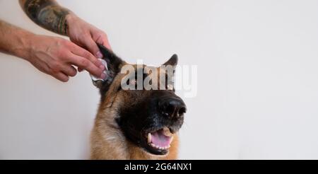 Der Mensch reinigt die Ohren von Hunden mit einem Wattestäbchen zu Hause. Besitzer Hände mit Tattoo kümmern sich um die Gesundheit der Haustiere. Saubere Ohren von Schäferhund. Weiße Minimalis Stockfoto