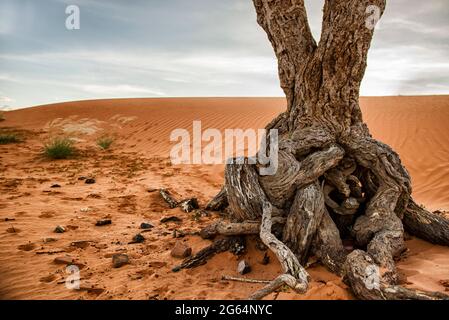 Middlepits liegt in der Wüste Kgalagadi. Das Land ist flach und sandig und unter dem Sand befinden sich große Kalksteine. Mit der anhaltenden Winderosion werden diese Steine sichtbarer. Sie stören häufig Projekte wie den Bau von Latrinen. Das Klima in Middlepits neigt dazu, selbst während der Regenzeit sehr trocken zu sein, was den Anbau von Futterpflanzen recht schwierig macht. Botswana. Stockfoto