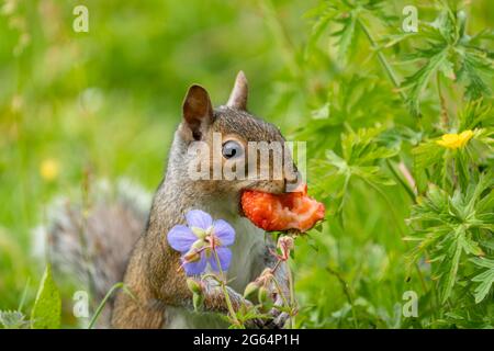 Graues Eichhörnchen (Sciurus carolinensis) mit Erdbeere, aufgenommen in Forest Farm, Cardiff Stockfoto