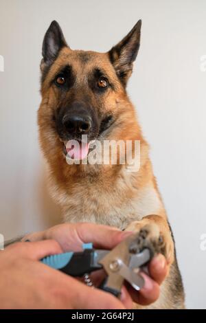 Mann schneidet Hunde Krallen mit einer speziellen Schere und Zangen zu Hause. Besitzer Hände kümmern sich um Haustiere Gesundheit. Halte die Pfote und schneide die Krallen des Schäferhundes. Stockfoto