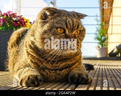 Brown schöne schöne schottische Falte Katzenportrait in Ruhe auf dem Dielen-Boden Stockfoto